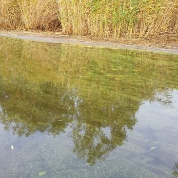 Site excursions in the Curonian and Szczecin lagoon