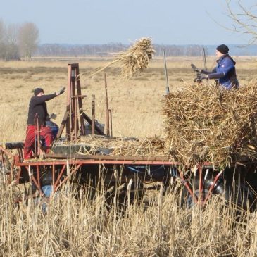 Cattail mowing in coastal wetlands