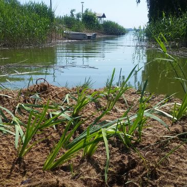 First floating wetlands at the aquaculture institute in Born