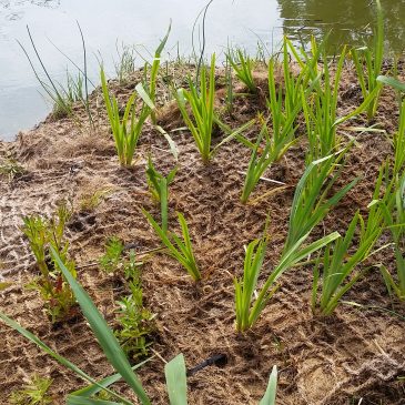 Video of floating wetland installation in Born