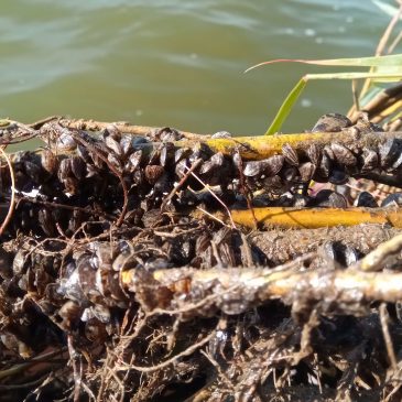 Mussels add to the nutrient removal capacity