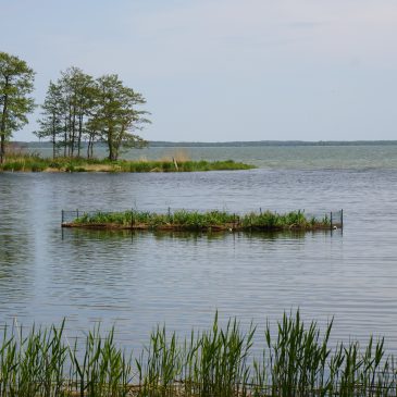 Floating islands provide a nesting habitat for birds