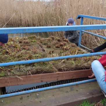 Impact of floating wetlands on E.coli